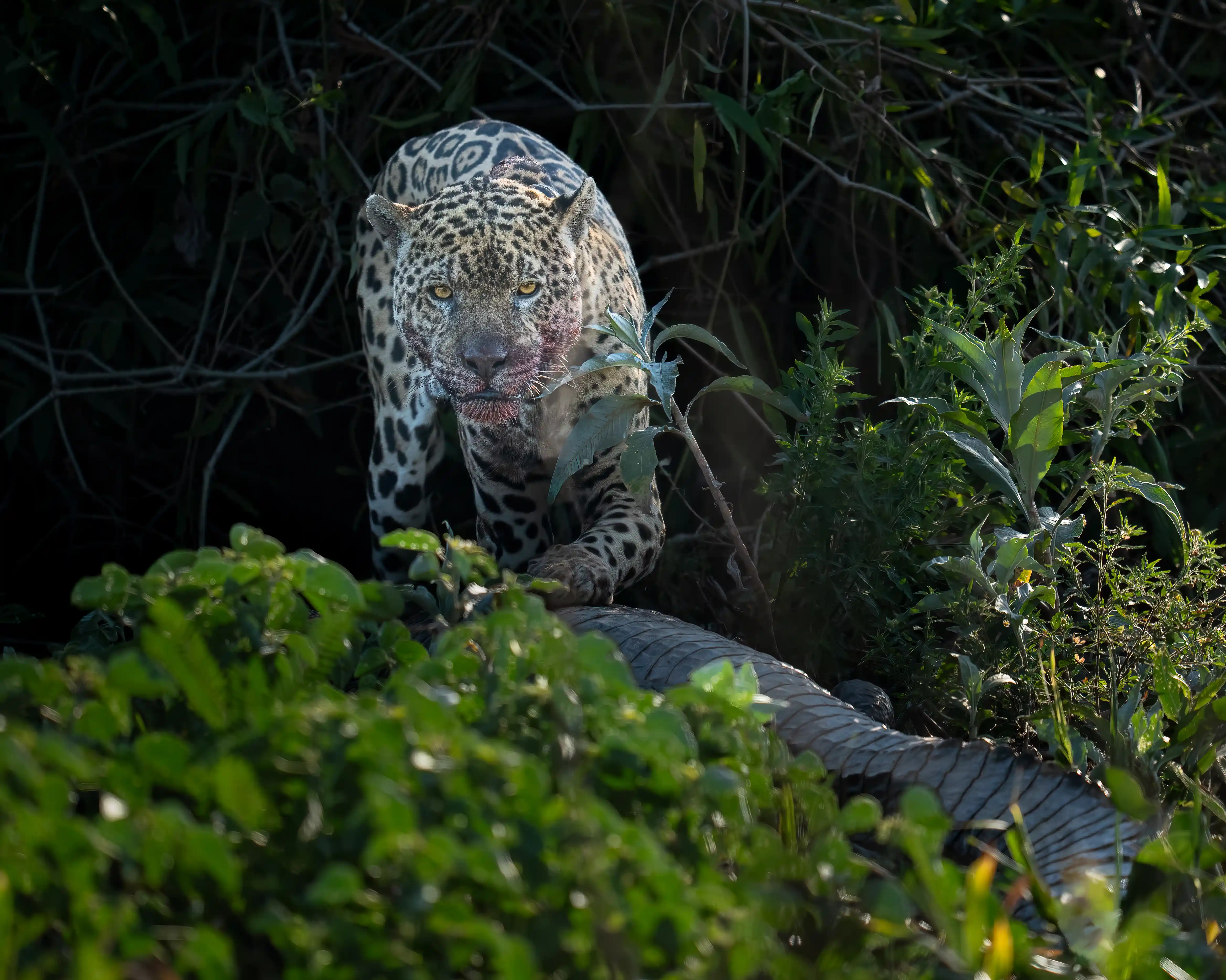 Pantanal Jaguar Expedition gallery image 14